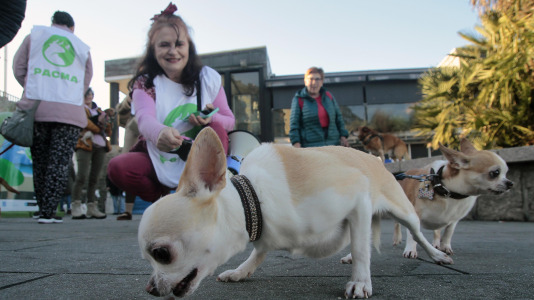 Recorrido de Pacma por el Paseo Marítimo (16)