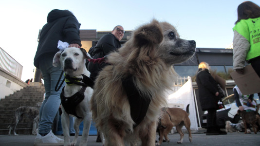 Recorrido de Pacma por el Paseo Marítimo (3)