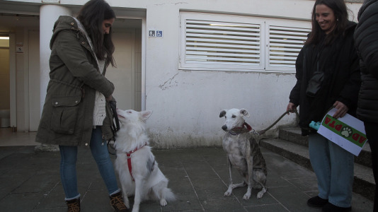 Recorrido de Pacma por el Paseo Marítimo (12)