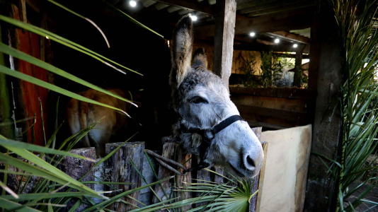 Bribes vuelve a mostrar la unión de sus vecions en un multitudinario Belén viviente (14)