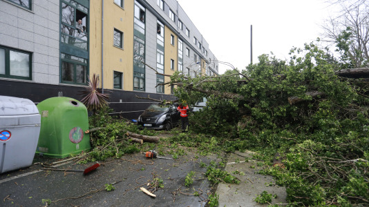 Árbol caído por el viento del temporal Herminia @ Patricia G. Fraga (9)