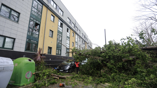 Árbol caído por el viento del temporal Herminia @ Patricia G. Fraga (1)