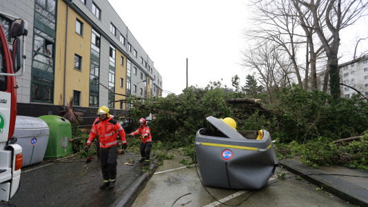 Árbol caído por el viento del temporal Herminia @ Patricia G. Fraga (8)