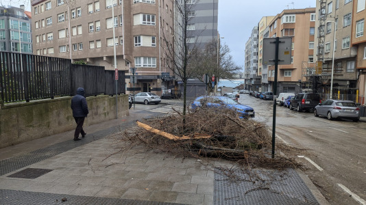 Rama caída por el temporal Herminia