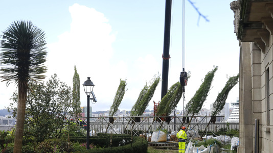 Los nuevos olmos que se plantarán en el jardín de San Carlos ya están en A Coruña (14)