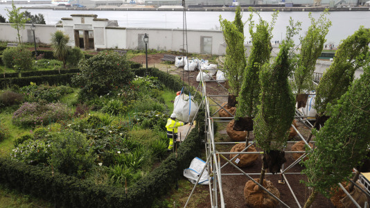 Los nuevos olmos que se plantarán en el jardín de San Carlos ya están en A Coruña (6)