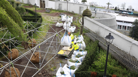 Los nuevos olmos que se plantarán en el jardín de San Carlos ya están en A Coruña (1)