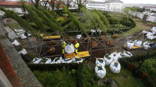 Los nuevos olmos que se plantarán en el jardín de San Carlos ya están en A Coruña (9)