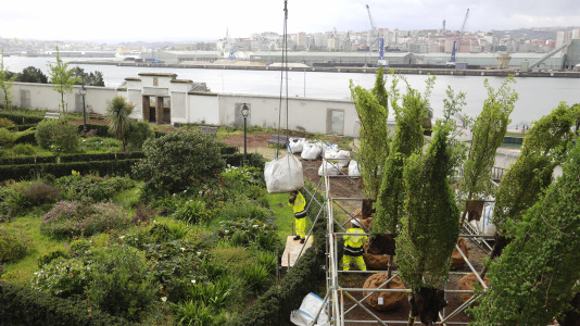 Los nuevos olmos que se plantarán en el jardín de San Carlos ya están en A Coruña (5)