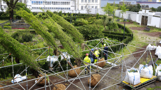 Los nuevos olmos que se plantarán en el jardín de San Carlos ya están en A Coruña (14)