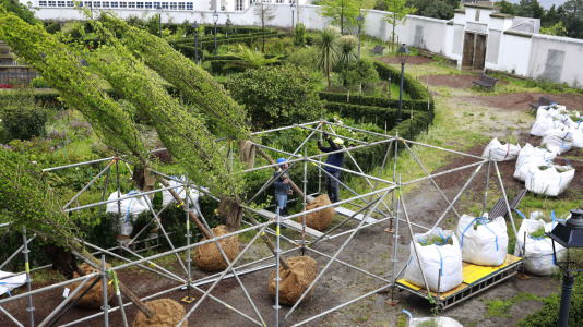 Los nuevos olmos que se plantarán en el jardín de San Carlos ya están en A Coruña (20)