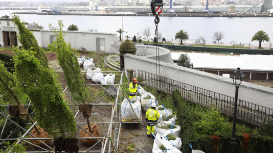 Los nuevos olmos que se plantarán en el jardín de San Carlos ya están en A Coruña (2)