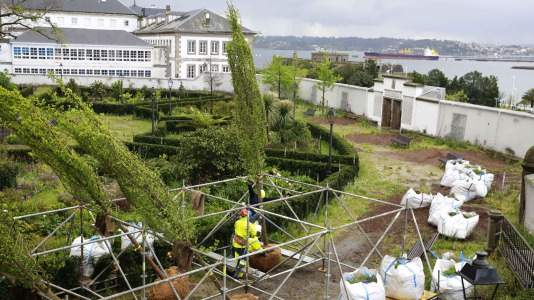 Los nuevos olmos que se plantarán en el jardín de San Carlos ya están en A Coruña (16)