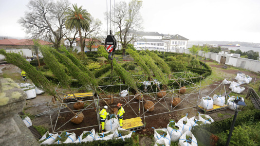 Los nuevos olmos que se plantarán en el jardín de San Carlos ya están en A Coruña (10)