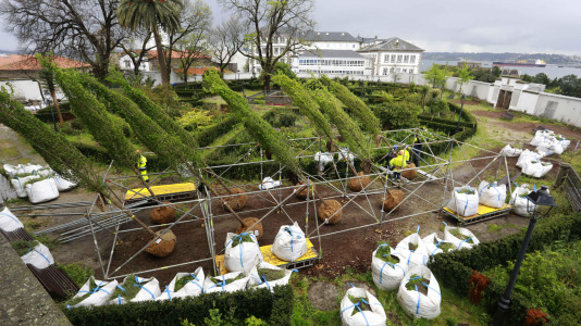 Los nuevos olmos que se plantarán en el jardín de San Carlos ya están en A Coruña (15)