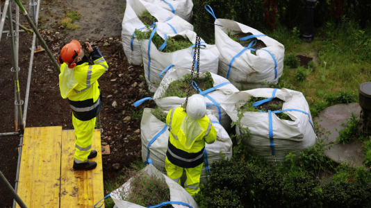 Los nuevos olmos que se plantarán en el jardín de San Carlos ya están en A Coruña (8)