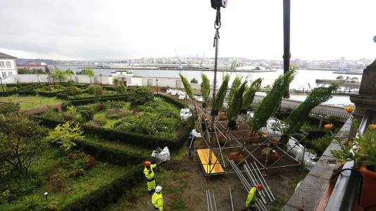 Los nuevos olmos que se plantarán en el jardín de San Carlos ya están en A Coruña (12)
