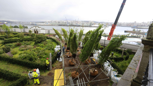 Los nuevos olmos que se plantarán en el jardín de San Carlos ya están en A Coruña (13)