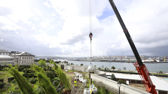 Los nuevos olmos que se plantarán en el jardín de San Carlos ya están en A Coruña (4)