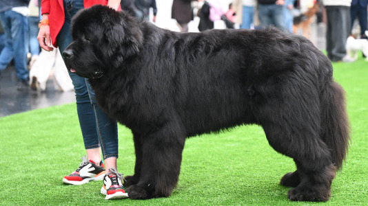 Concurso de belleza en Pata Pata @Pedro Puig (18)