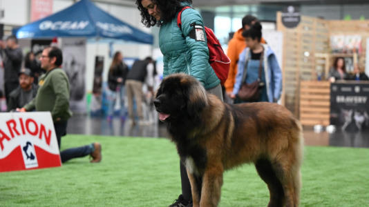 Concurso de belleza en Pata Pata @Pedro Puig (20)