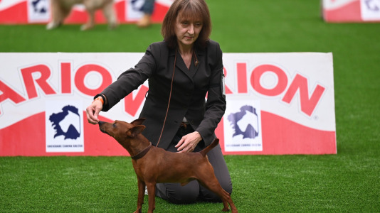 Concurso de belleza en Pata Pata @Pedro Puig (1)