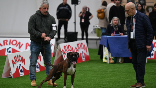 Concurso de belleza en Pata Pata @Pedro Puig (17)