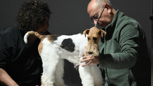 Concurso de belleza en Pata Pata @Pedro Puig (5)