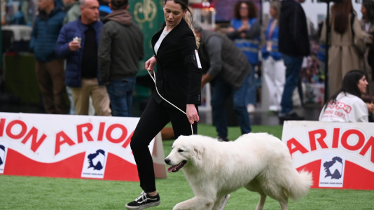 Concurso de belleza en Pata Pata @Pedro Puig (8)