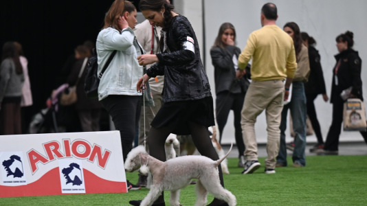 Concurso de belleza en Pata Pata @Pedro Puig (14)