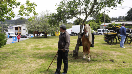 Feira das Flores de Vilarmaior (6)
