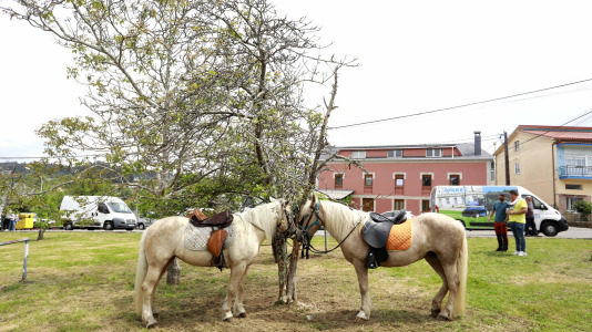 Feira das Flores de Vilarmaior (28)