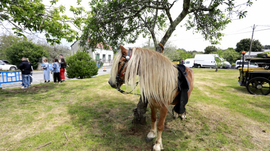 Feira das Flores de Vilarmaior (5)