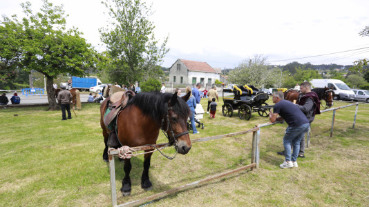 Feira das Flores de Vilarmaior (4)