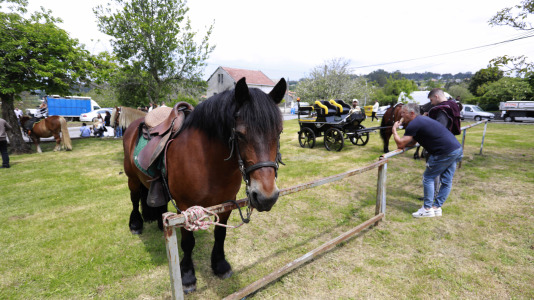 Feira das Flores de Vilarmaior (3)