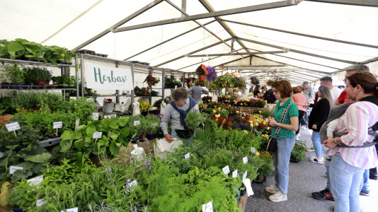 Feira das Flores de Vilarmaior (37)