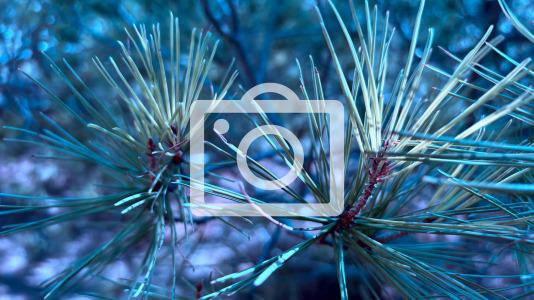 El paso de la Cabalgata llena de ilusión las calles de A Coruña