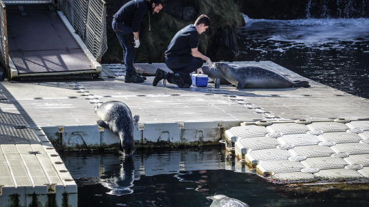 Hansi, Petra, Lara y Paula llevan en la ciudad desde la apertura del Aquarium