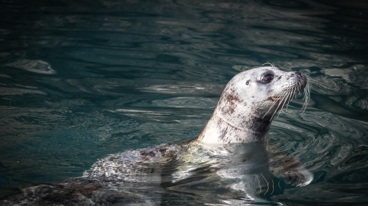 Hansi, Petra, Lara y Paula llevan en la ciudad desde la apertura del Aquarium