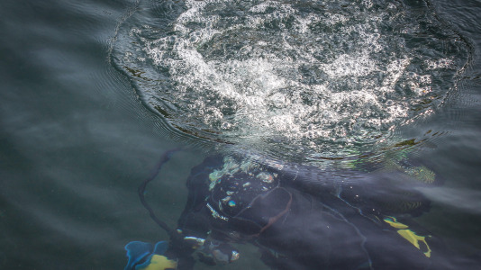 Hansi, Petra, Lara y Paula llevan en la ciudad desde la apertura del Aquarium