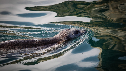 Hansi, Petra, Lara y Paula llevan en la ciudad desde la apertura del Aquarium