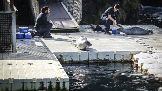 Hansi, Petra, Lara y Paula llevan en la ciudad desde la apertura del Aquarium
