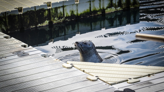 Hansi, Petra, Lara y Paula llevan en la ciudad desde la apertura del Aquarium