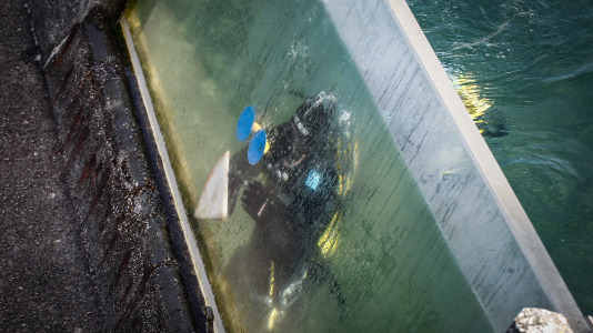 Hansi, Petra, Lara y Paula llevan en la ciudad desde la apertura del Aquarium