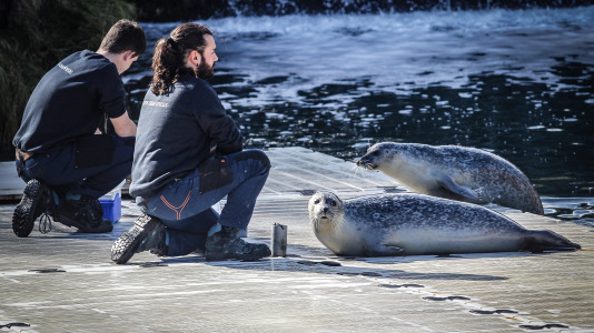 Hansi, Petra, Lara y Paula llevan en la ciudad desde la apertura del Aquarium