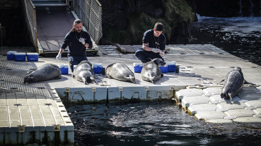 Hansi, Petra, Lara y Paula llevan en la ciudad desde la apertura del Aquarium