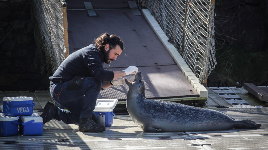 Hansi, Petra, Lara y Paula llevan en la ciudad desde la apertura del Aquarium