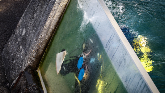 Hansi, Petra, Lara y Paula llevan en la ciudad desde la apertura del Aquarium