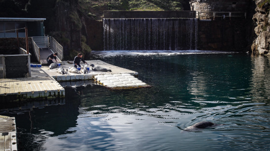 Hansi, Petra, Lara y Paula llevan en la ciudad desde la apertura del Aquarium