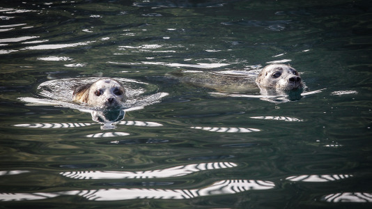 Hansi, Petra, Lara y Paula llevan en la ciudad desde la apertura del Aquarium